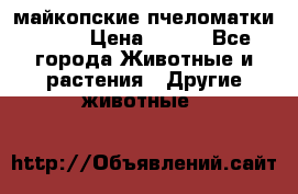  майкопские пчеломатки F-1  › Цена ­ 800 - Все города Животные и растения » Другие животные   